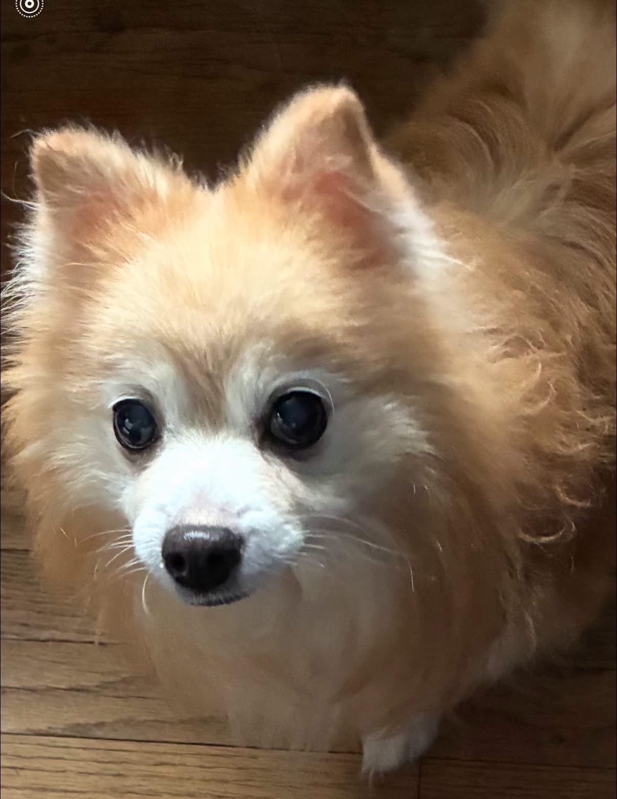 Archie, a Pomeranian available for adoption