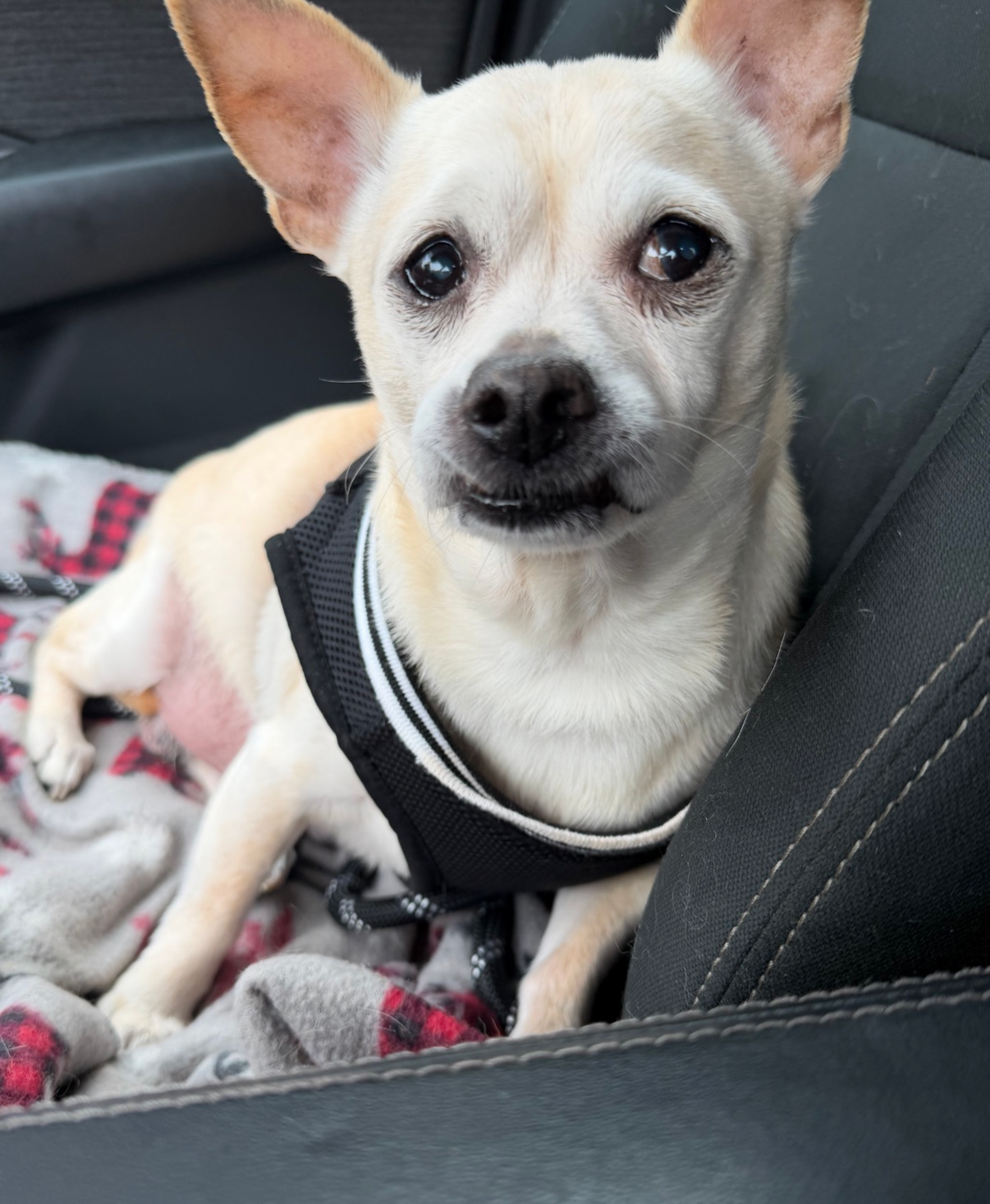 Brandon, a Chihuahua available for adoption