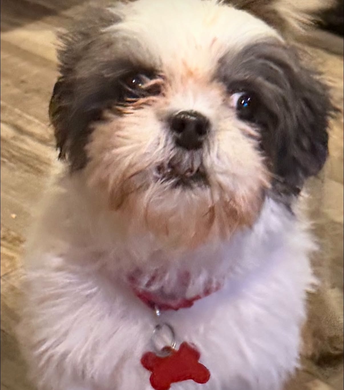 Carly, a Shih Tzu available for adoption