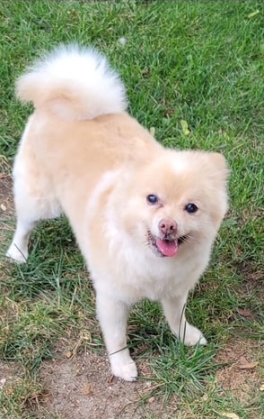 Cosmo, a Pomeranian available for adoption