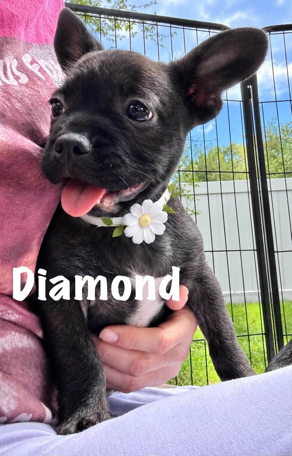 Diamond, a French Bulldog Mix available for adoption
