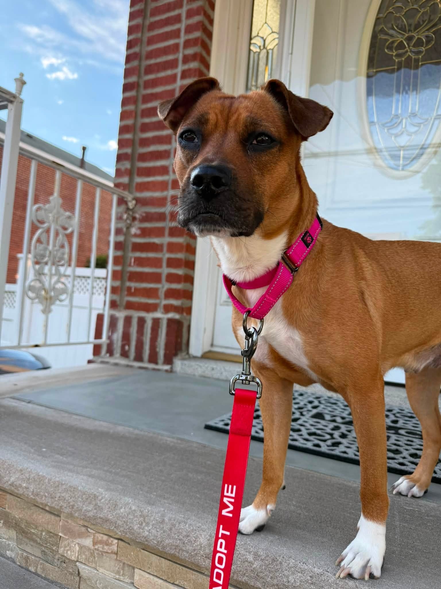Mango, a Mix Breed available for adoption