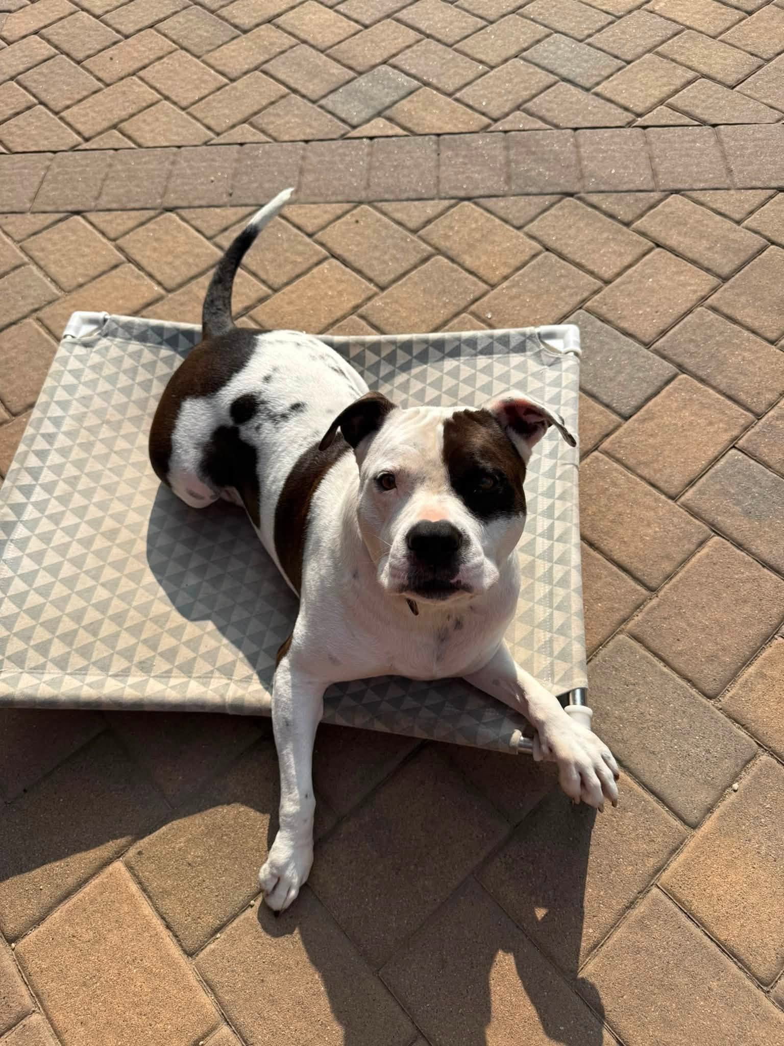 Petey, a Pitbull available for adoption