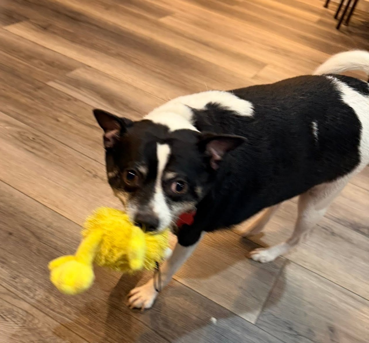 Milo, a Chihuahua Mix available for adoption
