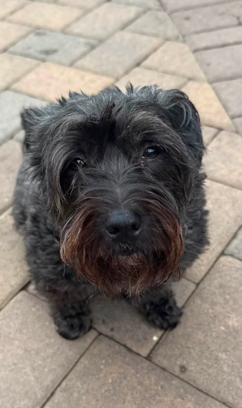 Augie, a Schnauzer Mix available for adoption