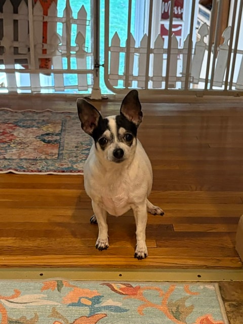 Gracie, a Chihuahua Mix available for adoption