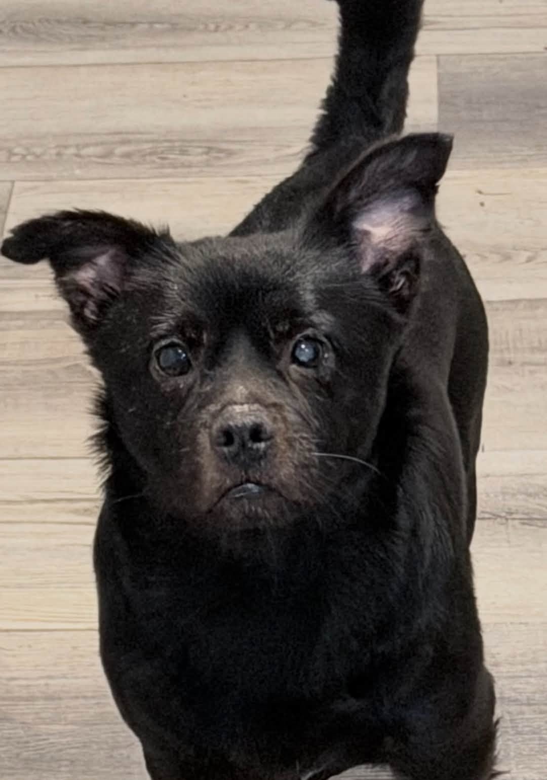 Gucci Gucci, a Mixed Breed available for adoption