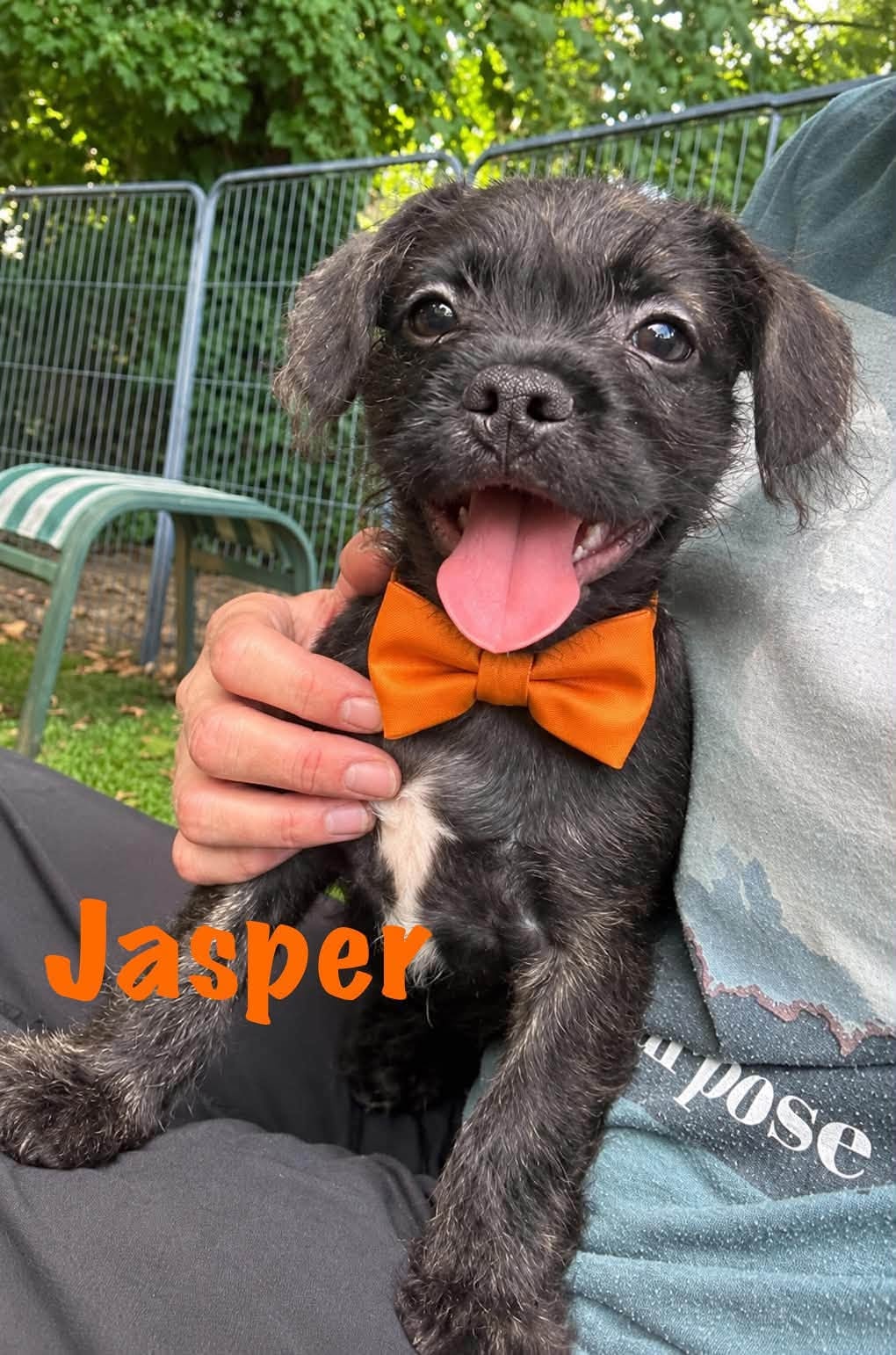 Jasper, a French Bulldog Mix available for adoption