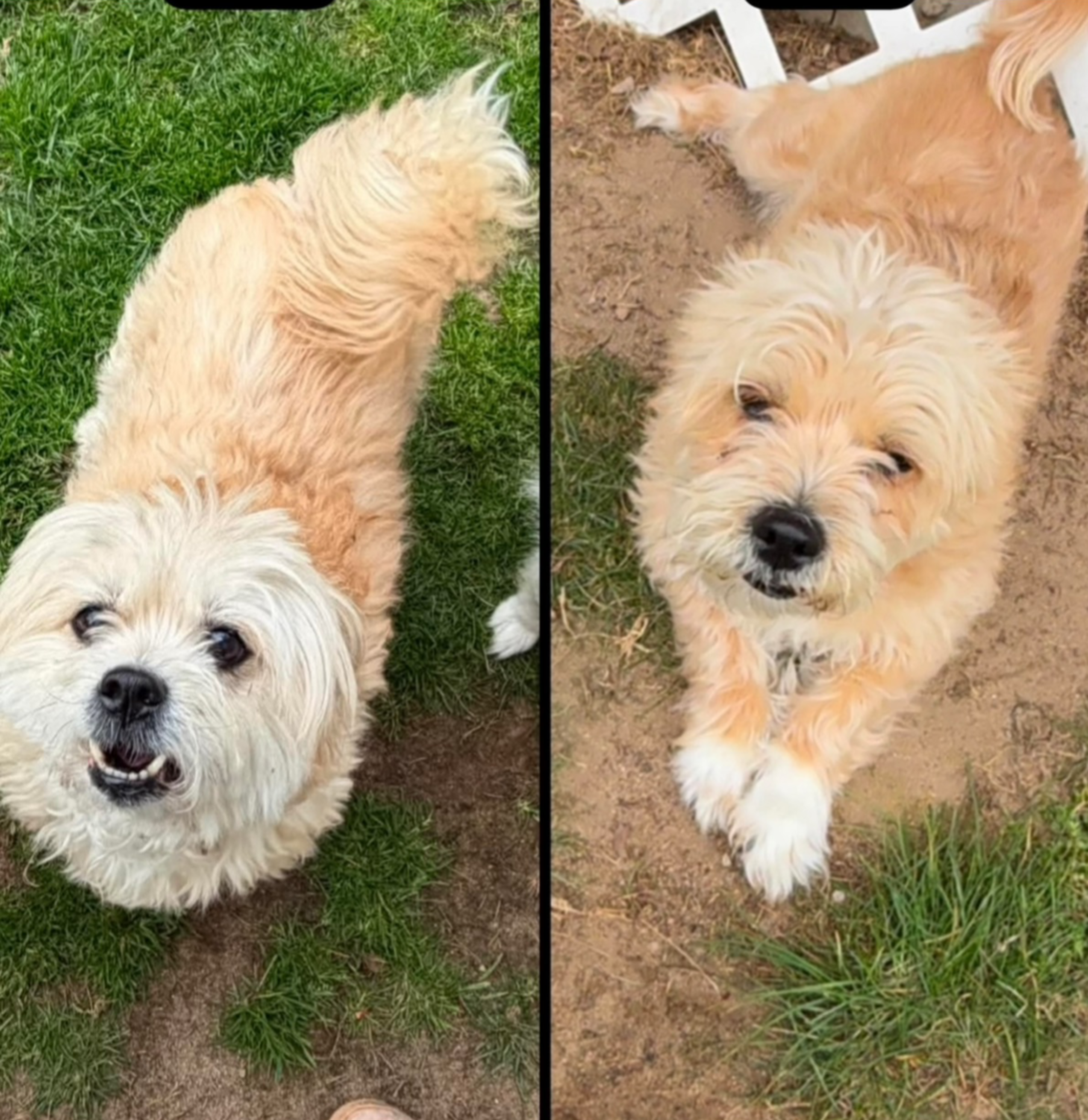 Jax & Diane, a Mixed Breed available for adoption
