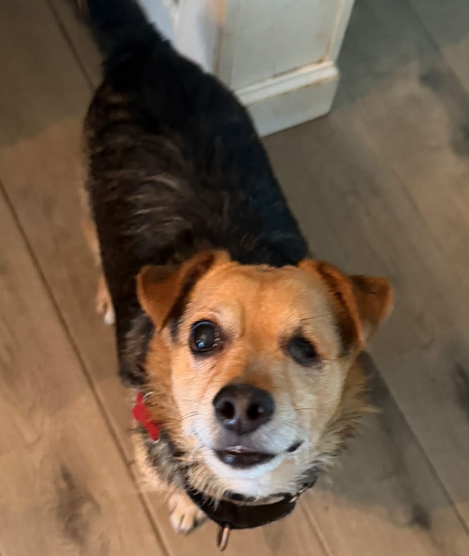 Louis, a Corgi Mix available for adoption