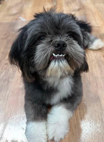 Potato, a Mixed Breed available for adoption