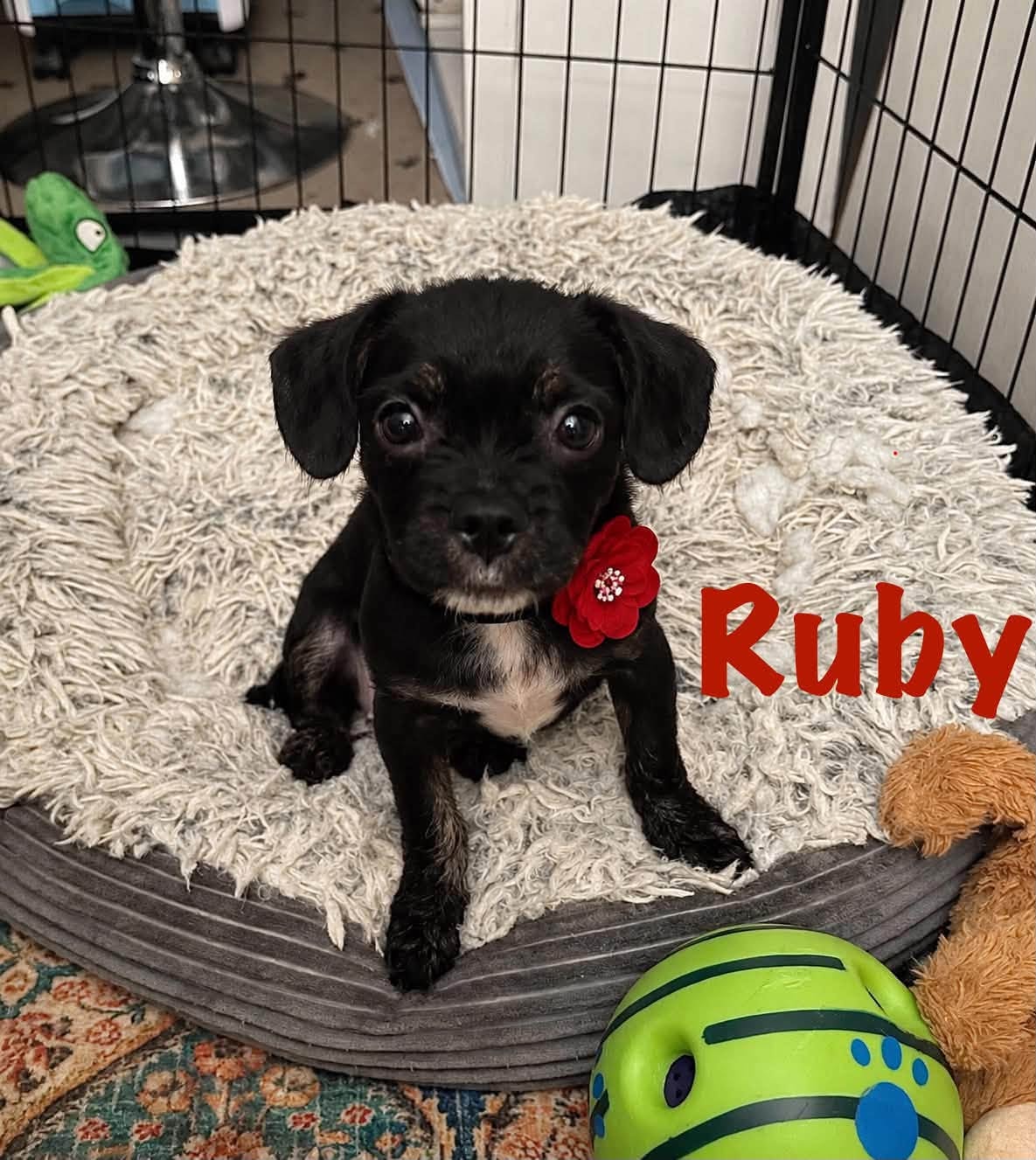Ruby, a French Bulldog Mix available for adoption