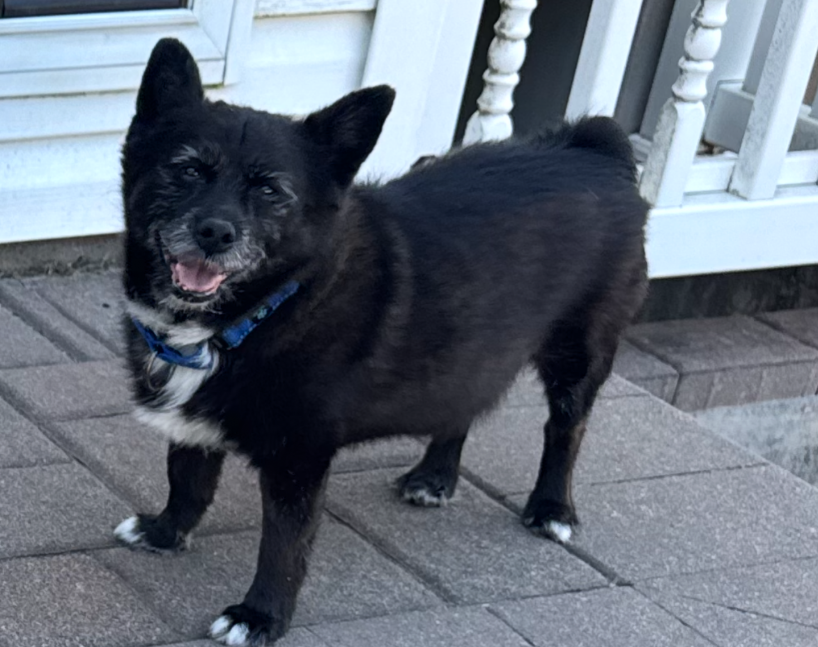 Scrappy, a Mixed Breed available for adoption