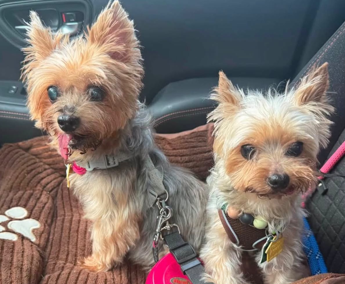 Senior Yorkie Pair, a Yorkshire Terrier available for adoption