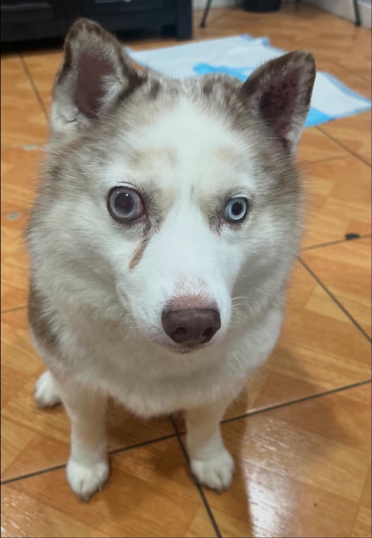 Star, a Pomsky available for adoption