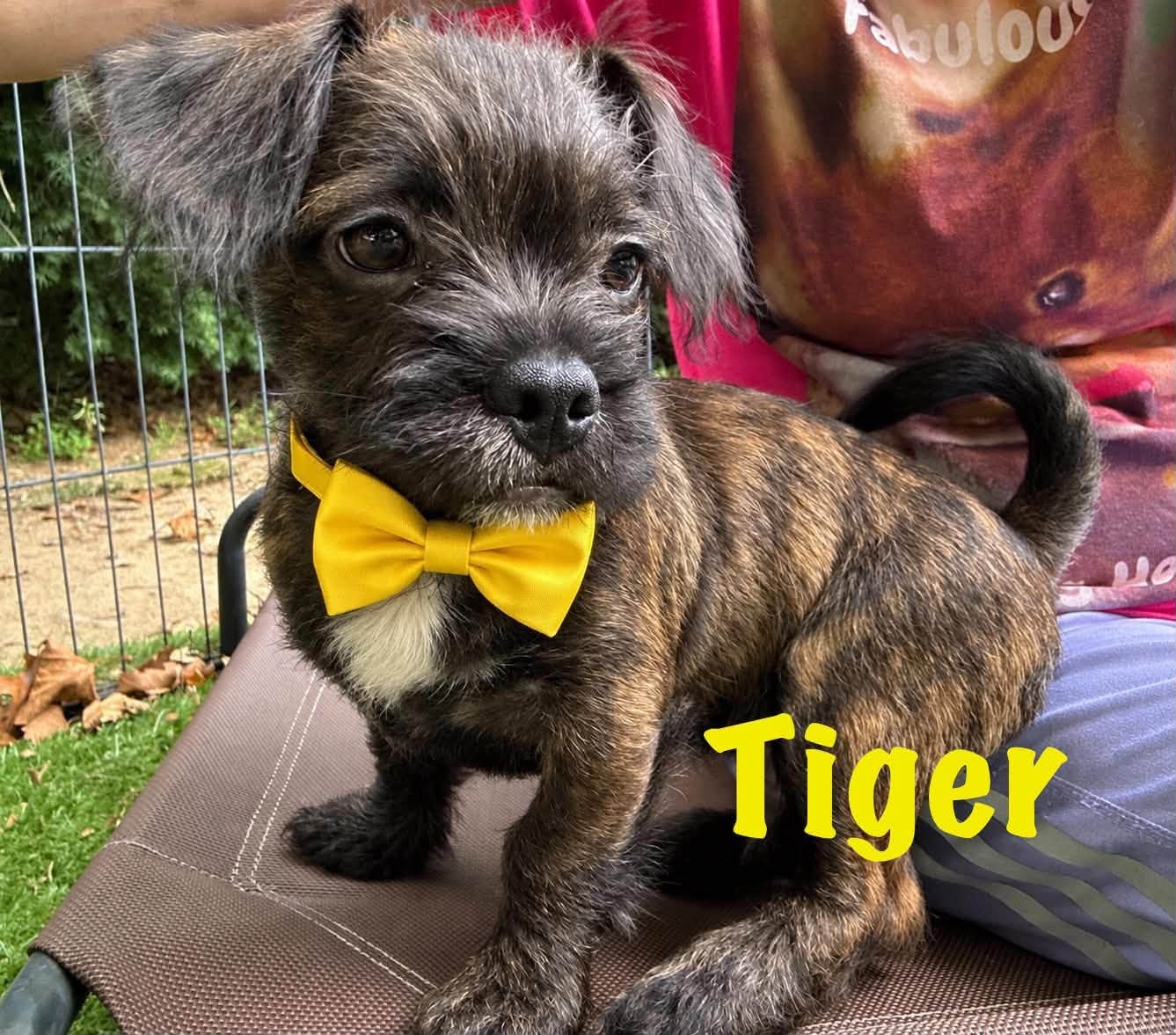 Tiger, a French Bulldog Mix available for adoption