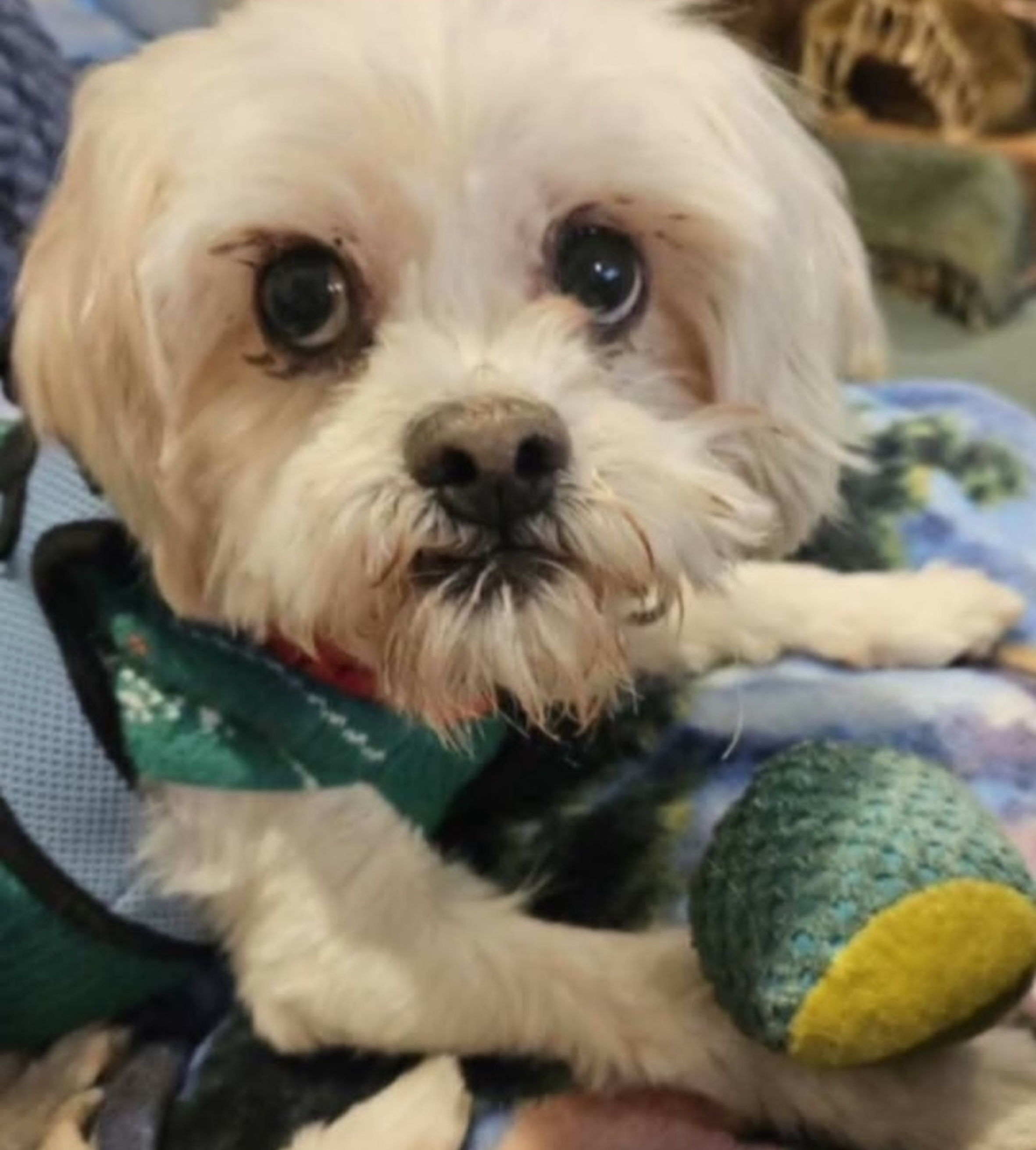 Tito, a Shih Tzu Mix available for adoption