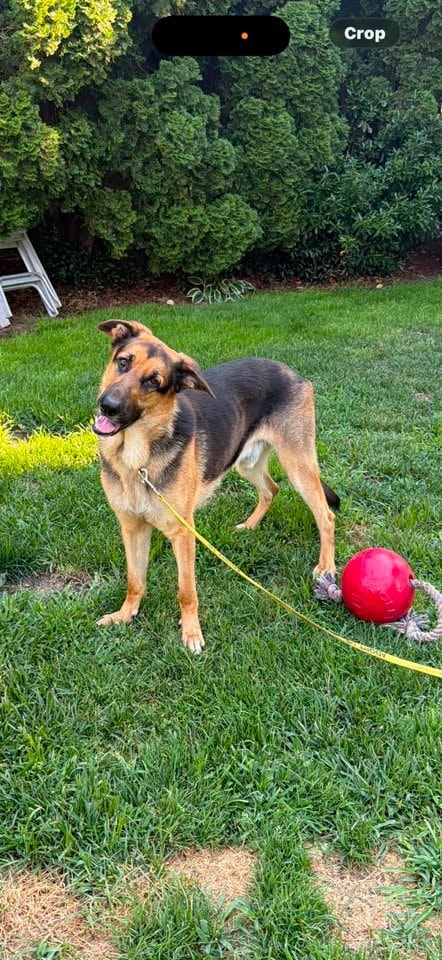 Tony, a German Sheperd available for adoption