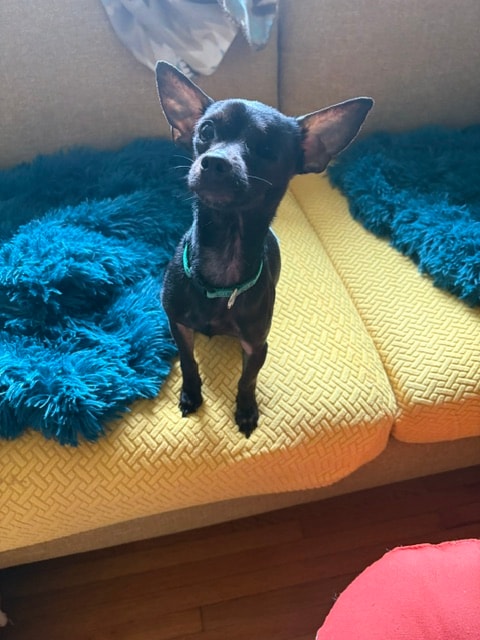 Winky, a MinChi (Min Pin / Chihuahua Mix) available for adoption